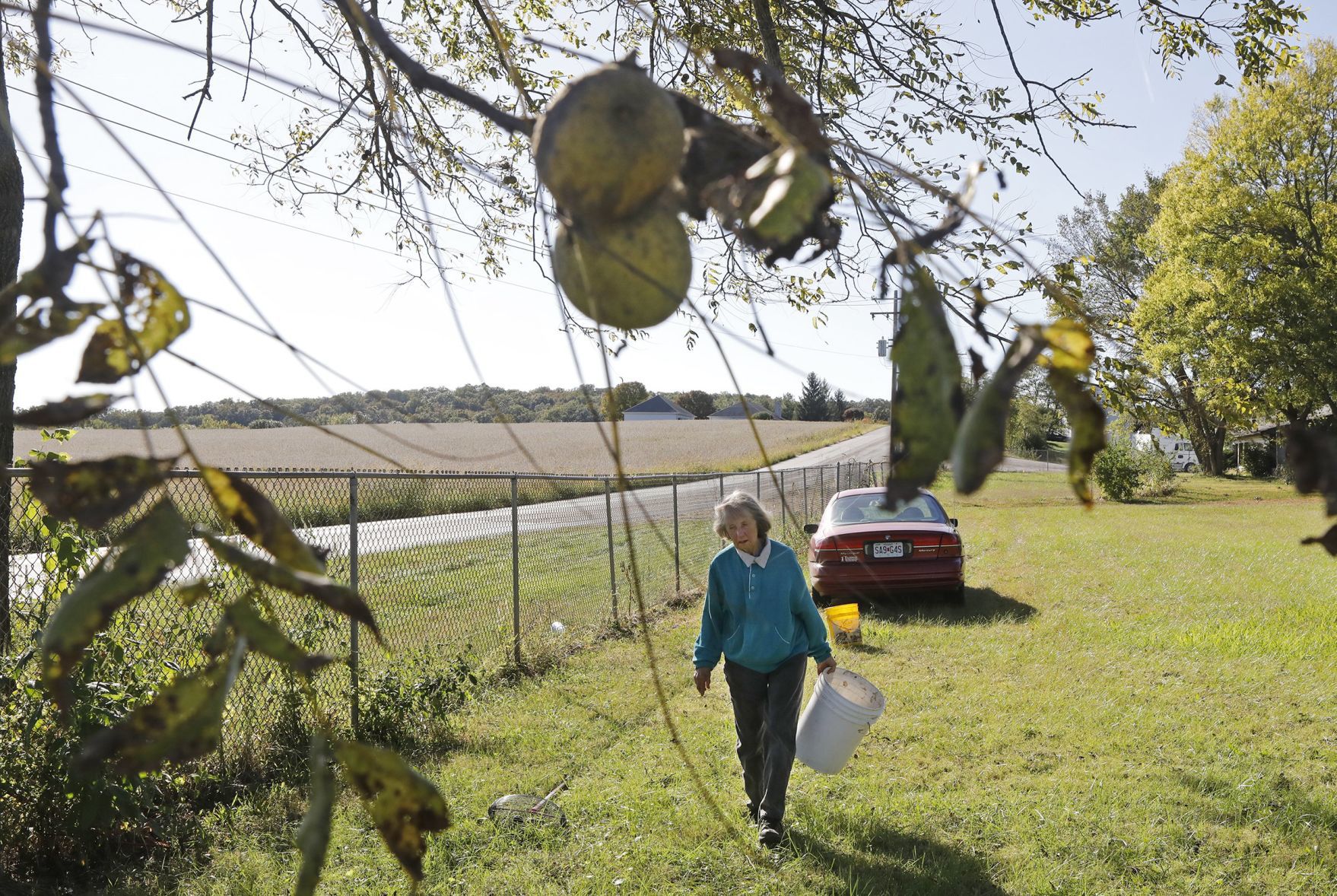 Missouriโs black walnut harvest